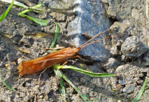 Limnephilus lunatus